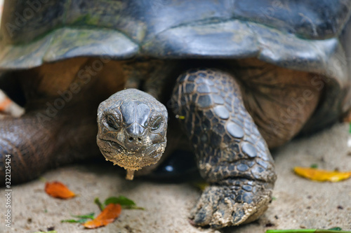 Aldabra giant tortoise Mahe Island Seychelles.