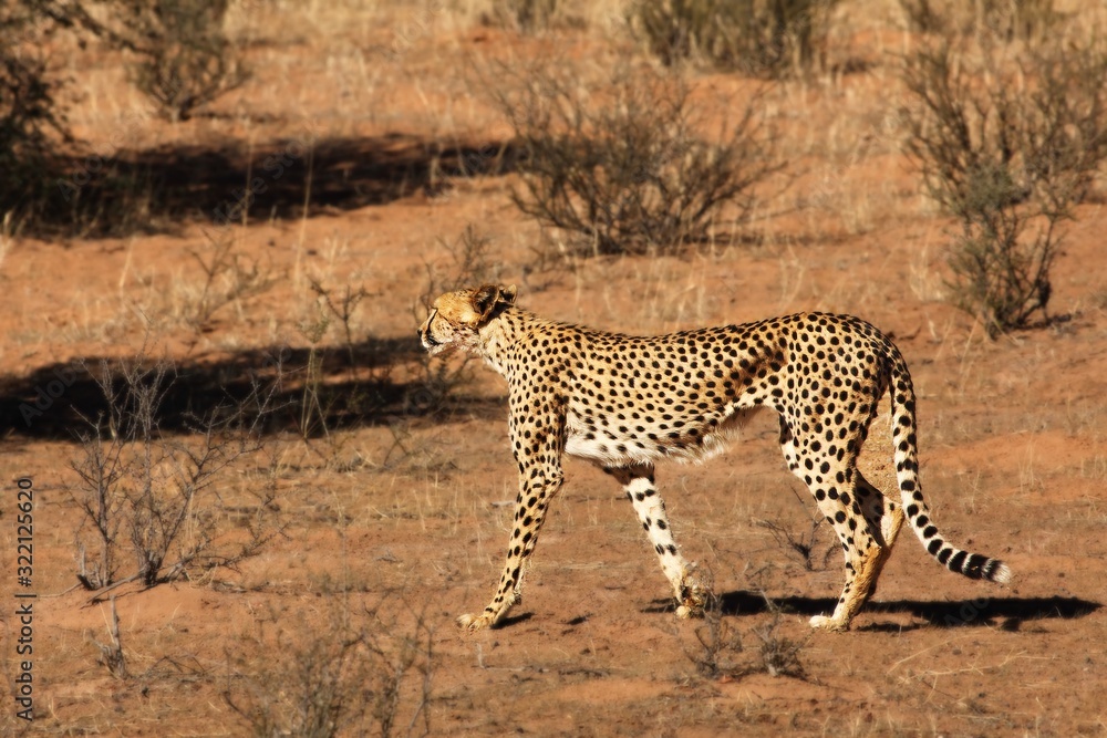 The cheetah (Acinonyx jubatus) male walking across the sand in Kalahari desert in the evening sun. The cheetah (Acinonyx jubatus) male walking across the sand in Kalahari desert in the evening sun.