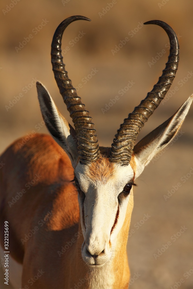 The young impala (Aepyceros melampus) male staying in the green grass in the shade on south africa safari.
