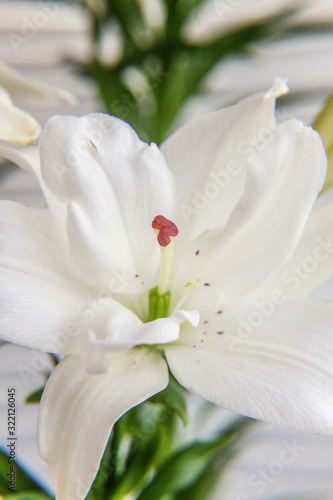 Fototapeta Naklejka Na Ścianę i Meble -  Beautiful White Lily flower close up detail in summer time. Background with flowering bouquet. Inspirational natural floral spring blooming garden or park. Ecology nature concept.