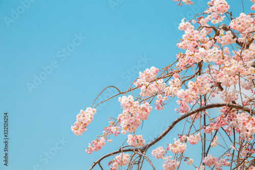 Pink cherry blossoms sakura with blue sky in spring day photo