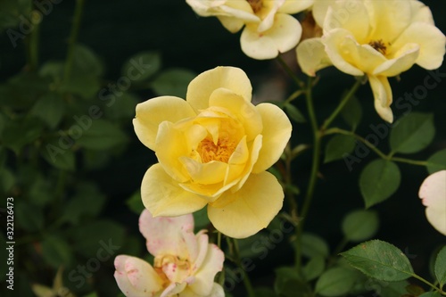 Yellow rose