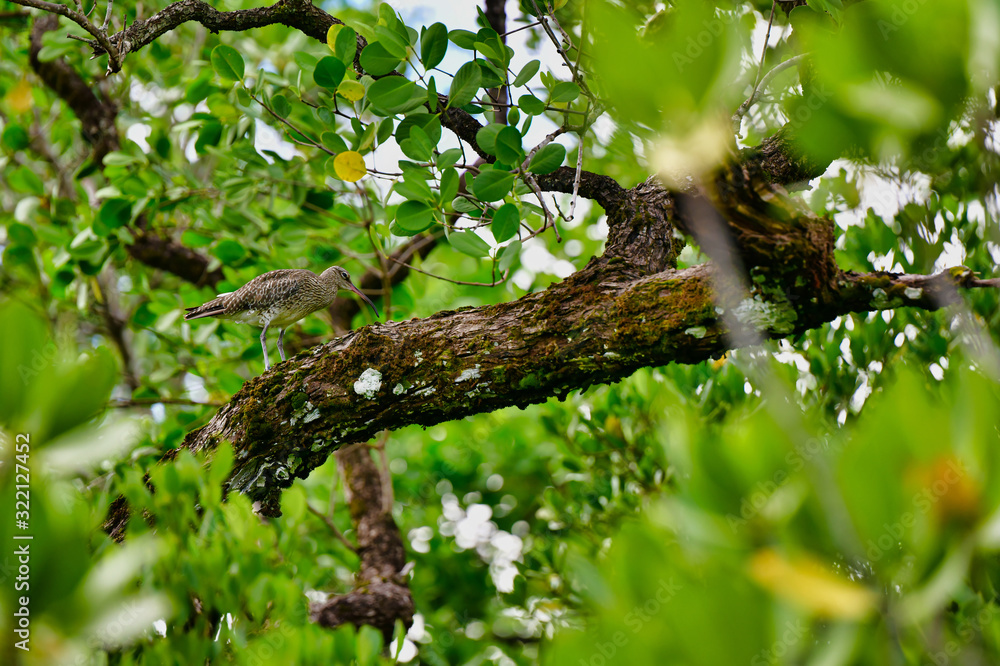 Whimbrel hiding in mangrove forest Mahe Island Seychelles Whimbrel hiding in mangrove forest Mahe Island Seychelles