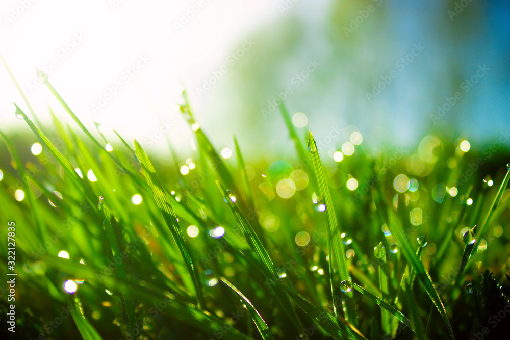 Obraz premium Fresh morning dew on spring green grass in sunlight.