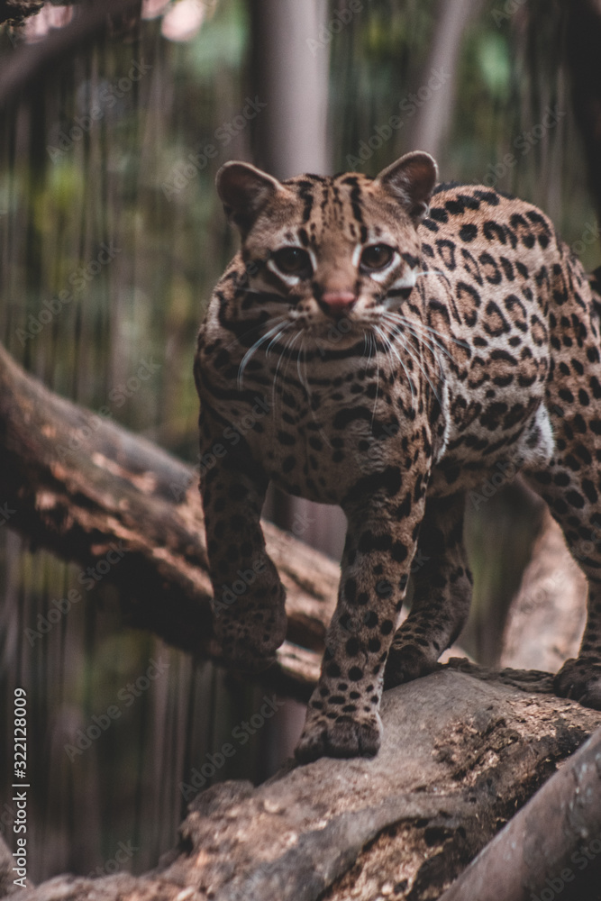 Obraz premium Ocelot