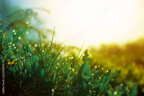 Photo Fresh morning dew on spring green grass in sunlight.