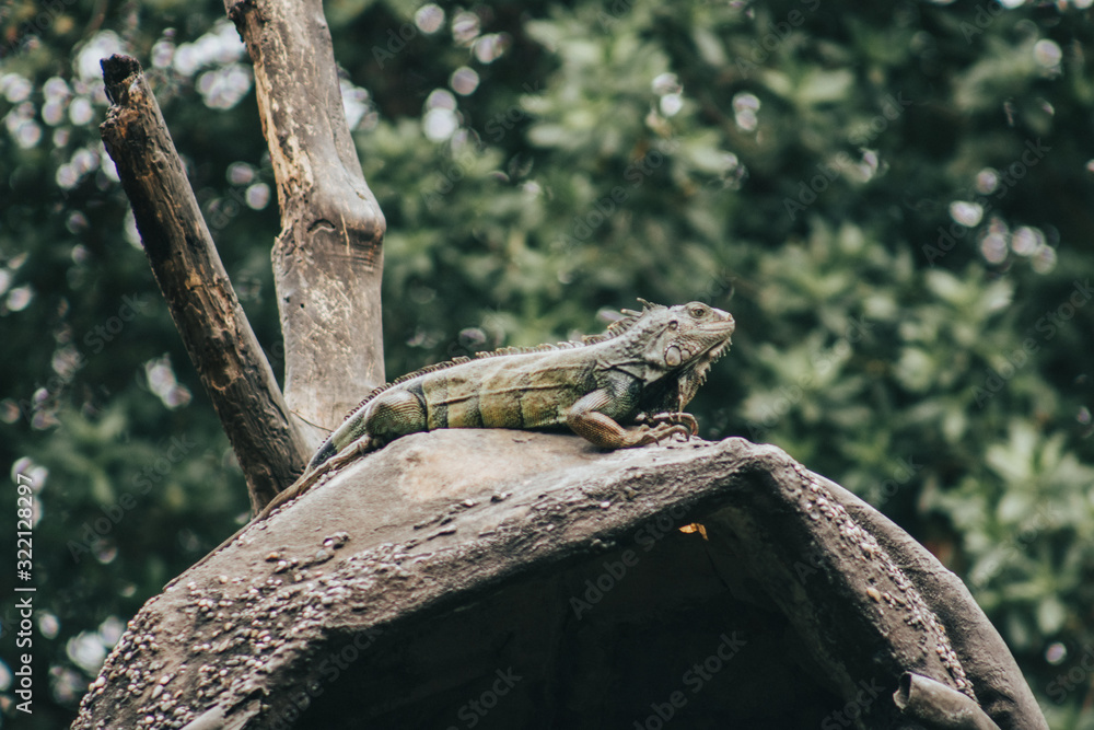 Fototapeta premium Iguana