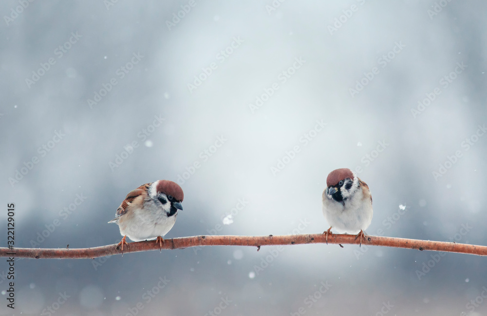 Naklejka natural background with two little funny little birds sitting on a branch in the winter garden under the snow