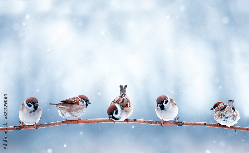 Naklejka beautiful funny small birds sit on a branch in the winter garden under the falling snow