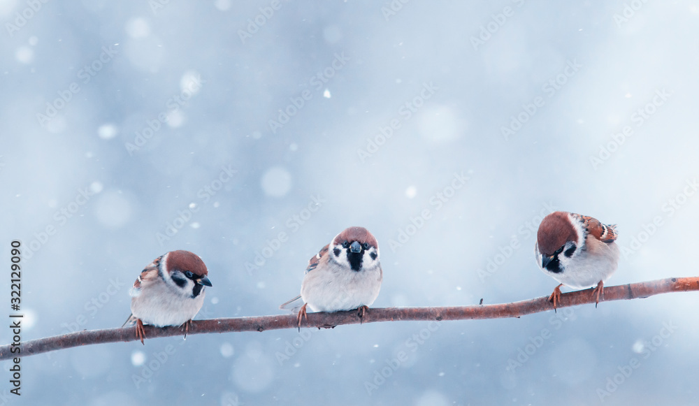 Naklejka three small funny little birds sit on a branch in the winter garden under the falling snow
