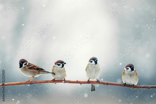 beautiful funny small birds sit on a branch in the winter garden under the falling snow © nataba