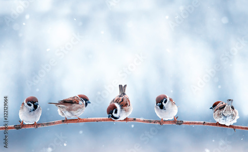 Canvas Print beautiful funny small birds sit on a branch in the winter garden under the falli