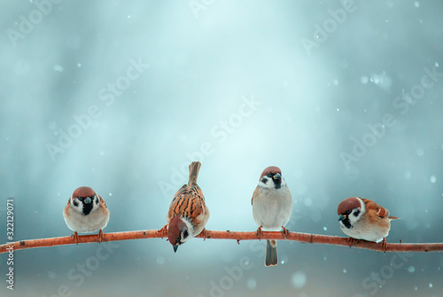 natural background with four little funny little birds sitting on a branch in...
