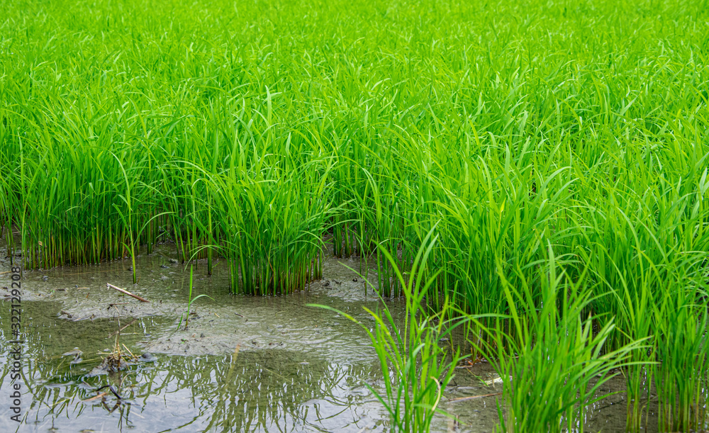 Crops, surrounded by water, in the rice field. Photo taken in the Philippines Crops, surrounded by water, in the rice field. Photo taken in the Philippines