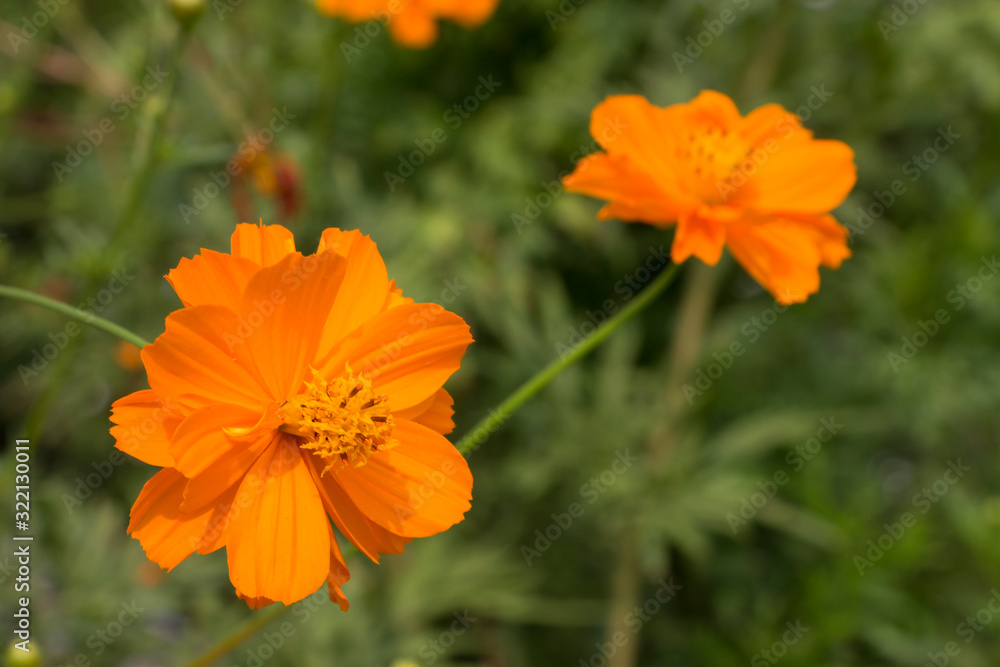 Orange Cosmos (Cosmos sulphureus) known as Maxican Aster Maxican Sunflower Orange Cosmos (Cosmos sulphureus) known as Maxican Aster Maxican Sunflower
