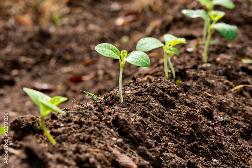 A row of seedlings growing in fresh dirt