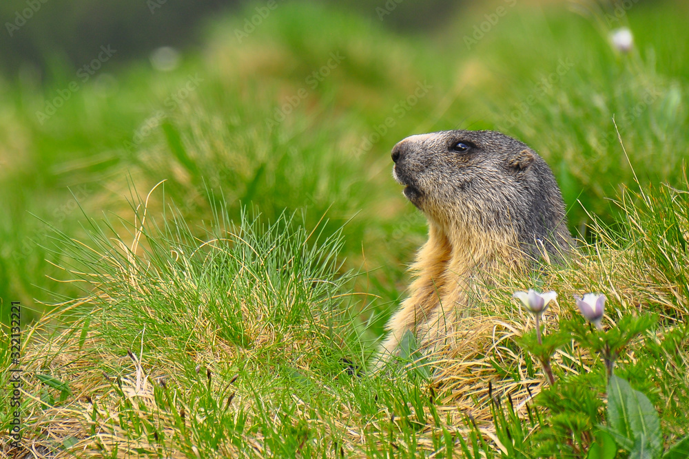 Wild marmot in its natural environment of mountains with mountain lake in background. The alpine marmot (Marmota marmota) is a large ground-dwelling squirrel, from the family of marmots.