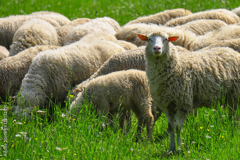 Sheeps group and lambs on a meadow with green grass. Flock of sheep in sun rays summer background. Domestic sheep (Ovis aries) are quadrupedal, ruminant mammals typically kept as livestock. Slovakia. Sheeps group and lambs on a meadow with green grass. Flock of sheep in sun rays summer background. Domestic sheep (Ovis aries) are quadrupedal, ruminant mammals typically kept as livestock. Slovakia.