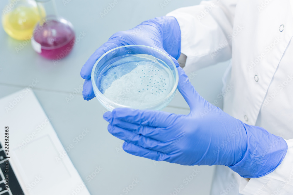 Fototapeta premium Unrecognizable medical scientist wearing protective gloves holding cell culture dish with specimen, horizontal high angle shot