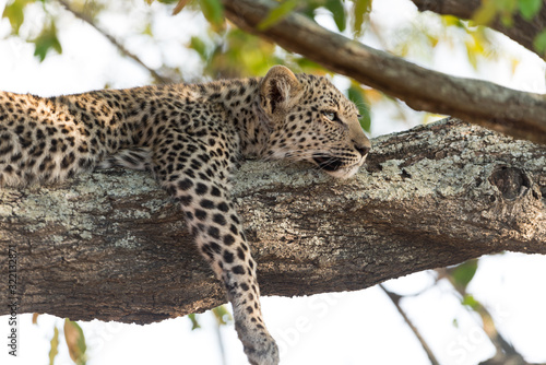 Leoprad cub on tree resting  baby leopard on tree in the wilderness of Africa
