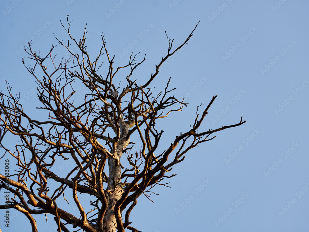 The old and completely dry tree growing against the blue sky The old and completely dry tree growing against the blue sky