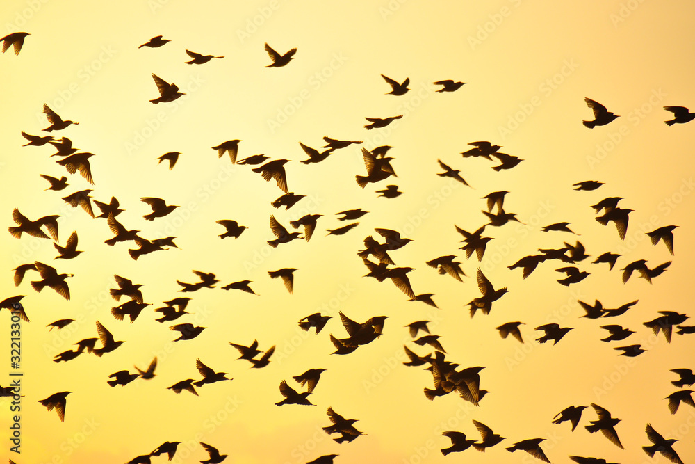 Fototapeta premium Silhouettes of birds with mountains in the background. Yellow/orange morning sun. The common starling (Sturnus vulgaris), also known as the European starling, Sturnidae.