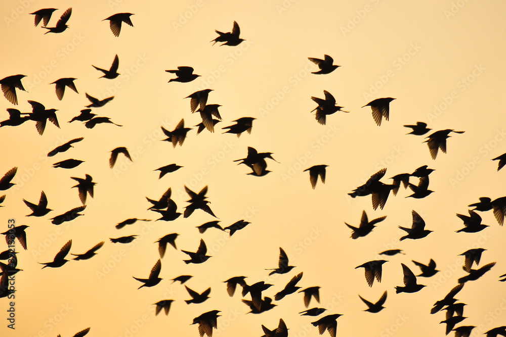 Naklejka premium Silhouettes of birds with mountains in the background. Yellow/orange morning sun. The common starling (Sturnus vulgaris), also known as the European starling, Sturnidae.