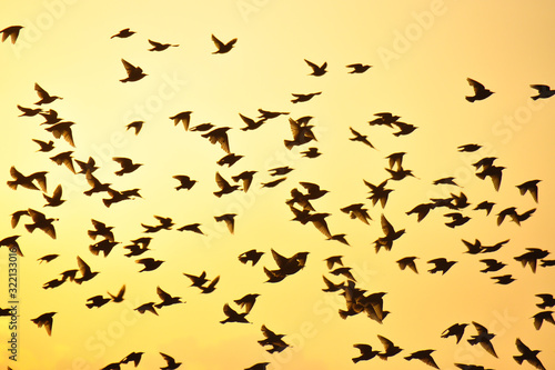 Silhouettes of birds with mountains in the background. Yellow orange morning sun. The common starling  Sturnus vulgaris   also known as the European starling  Sturnidae.