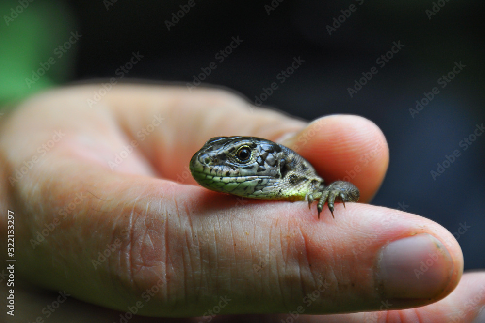 Detail photo of lizard in human hand with green background. Summer time. he sand lizard (Lacerta agilis) is a lacertid lizard. Detail photo of lizard in human hand with green background. Summer time. he sand lizard (Lacerta agilis) is a lacertid lizard.
