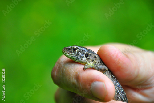 Detail photo of lizard in human hand with green background. Summer time. he sand lizard (Lacerta agilis) is a lacertid lizard.  © Marek Rybár