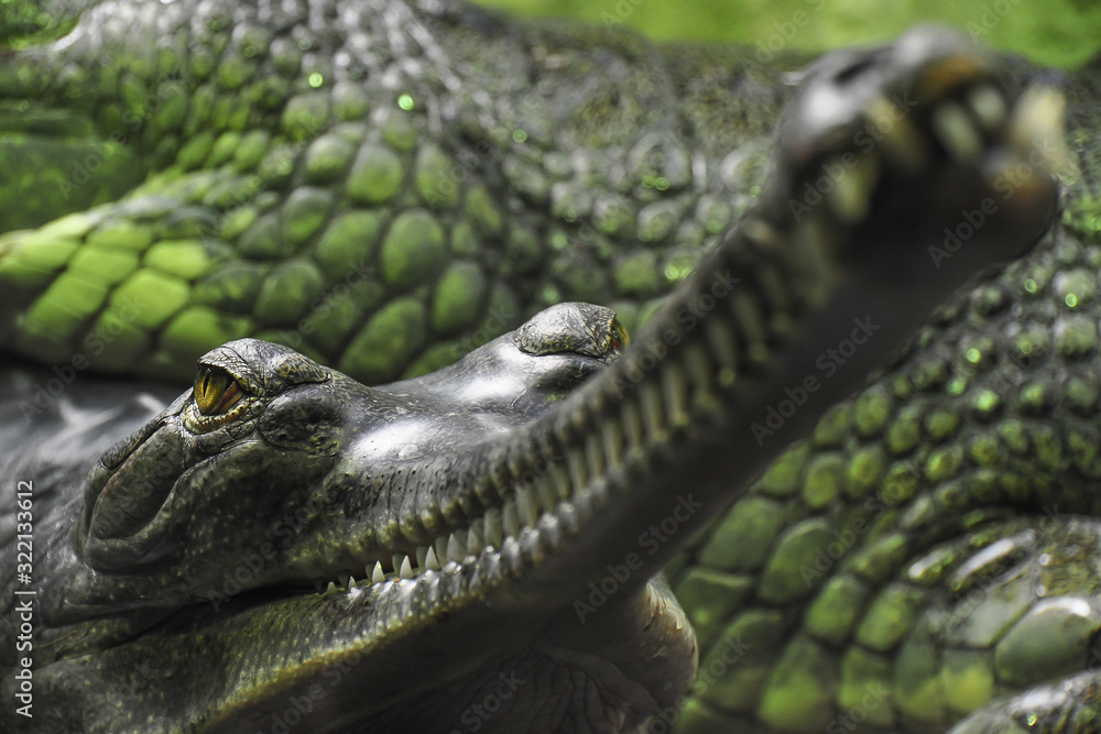 Obraz premium Detail photo of Gharial. The gharial (Gavialis gangeticus), also known as the gavial, and fish-eating crocodile is a crocodilian in the family Gavialidae. 