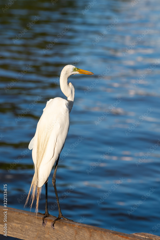 White egret on a wooden fence of a lake deck. White egret on a wooden fence of a lake deck.