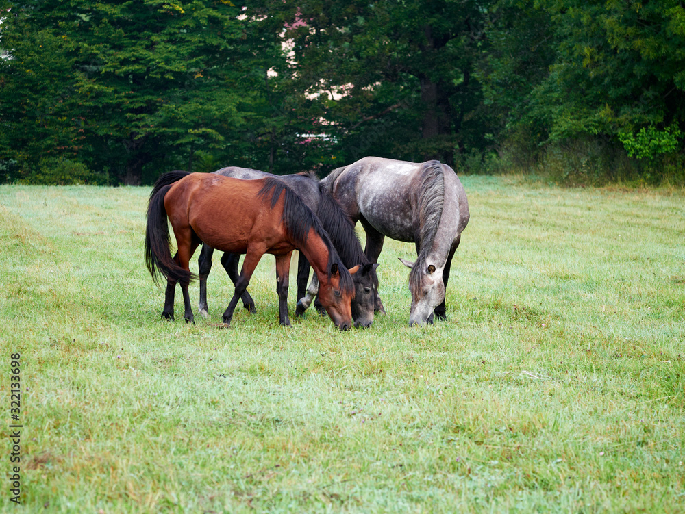Horses grazing is green pasture Horses grazing is green pasture