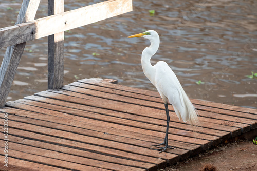 White egret on the floor of a wooden deck of a lakeshore. Wild animal on a urban area.