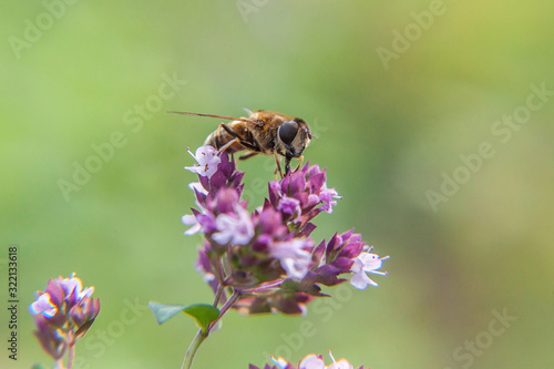 Honey bee covered with yellow pollen drink nectar, pollinating pink flower. Inspirational natural floral spring or summer blooming garden or park background. Life of insects. Macro close up. © Юлия Завалишина