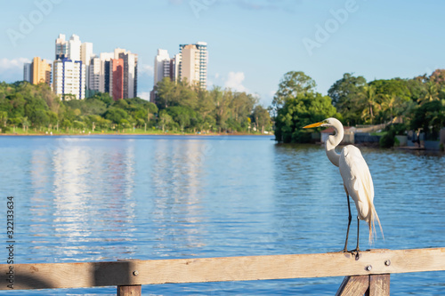 White egret on a wooden fence with a view to a lake of a green city. Trees on the lakeshore and few buildings on the background. Photo of the Igapo lake, Londrina PR Brazil.