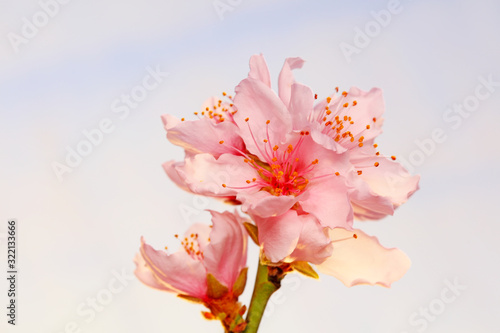 Blooming peach blossoms