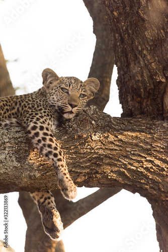 Leoprad cub on tree resting, baby leopard on tree in the wilderness of Africa photo