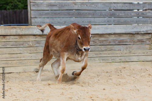 Jersey calf runs in a dairy farm, body portrait of a young cow on pasture in motion