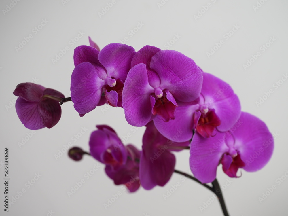 Blooming twig of purple orchid isolated on white background. Closeup. Blooming twig of purple orchid isolated on white background. Closeup.