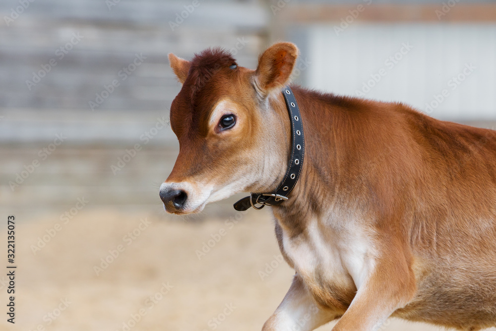 Obraz premium Jersey cow, portrait of a brown calf closeup