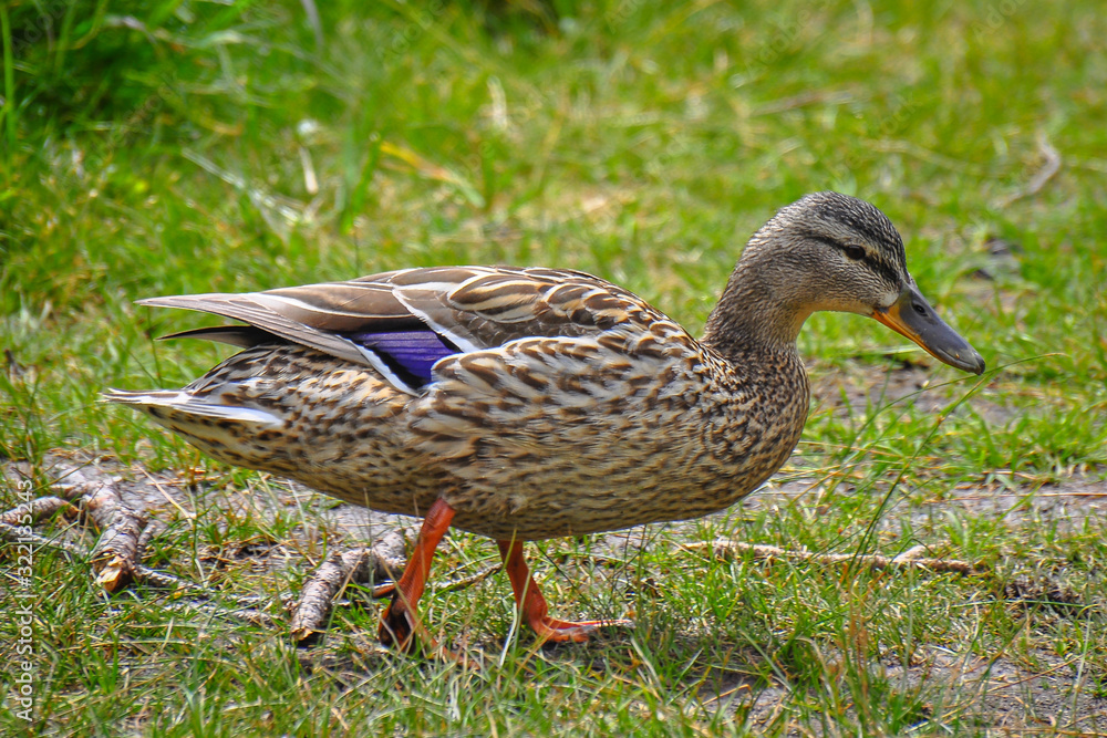 Female of a duck with green background. The mallard is a dabbling duck that belongs to the subfamily Anatinae of the waterfowl family Anatidae. Female of a duck with green background. The mallard is a dabbling duck that belongs to the subfamily Anatinae of the waterfowl family Anatidae.