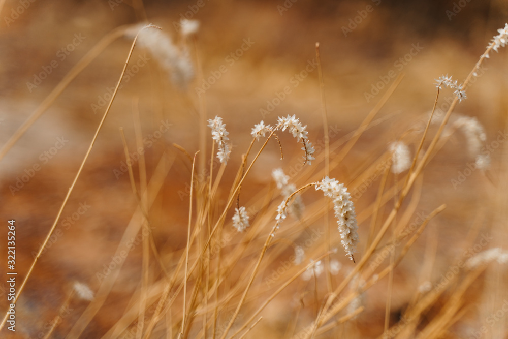Fototapeta premium closeup photo of dry wild desert grass