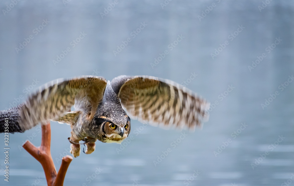 Great horned owl at raptor show for rehabilitated raptors.. Great horned owl at raptor show for rehabilitated raptors..