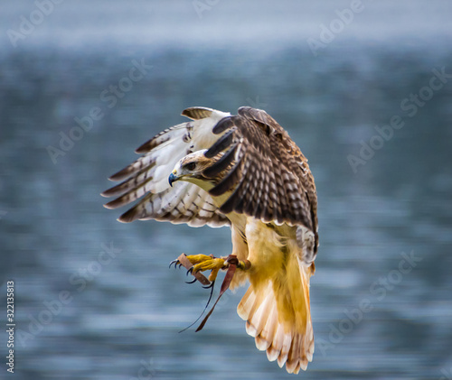 Red tailed hawk at Raptor Show in Pine Mountain Gerogia. photo