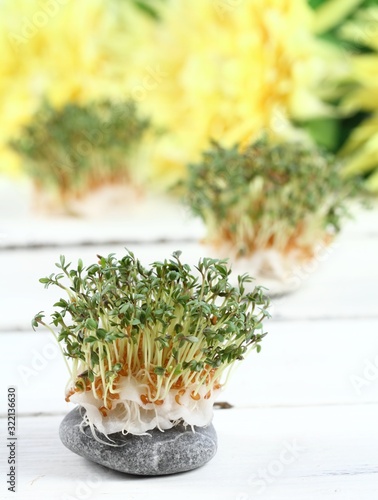 Garden cress, Lepidum sativum, growing from cotton pad on the white table. Also called mustard and cress, garden pepper cress,  pepperwort or pepper grass. photo