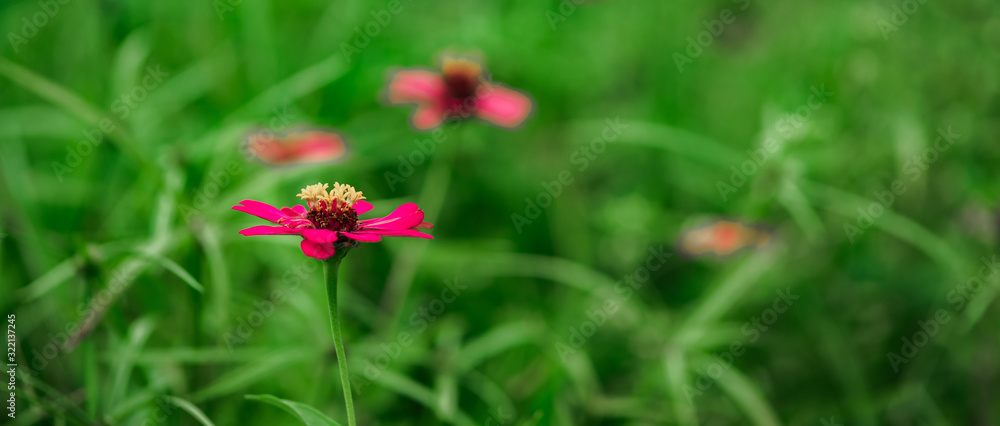 Wild pink flowers in nature. Tropical plants flower in the grove. Spring flowering plants Wild pink flowers in nature. Tropical plants flower in the grove. Spring flowering plants