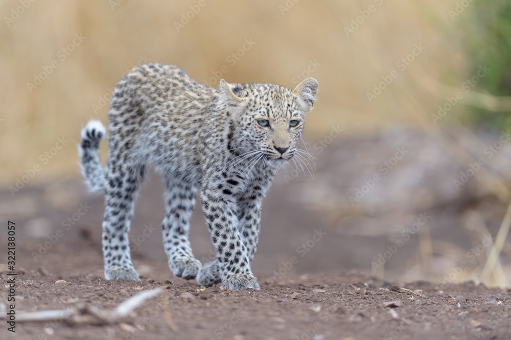 Fototapeta premium Leopard cub, baby leopard in the wilderness of Africa