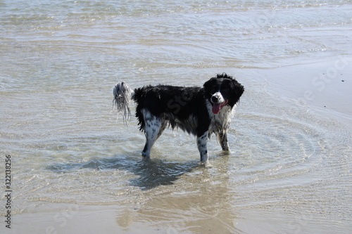Frisian Stabyhoun dog in the sea