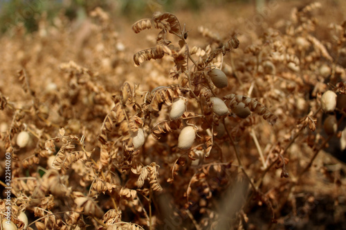 Close up of fresh Chickpea plant. Dry chickpea plant. © VgBingi